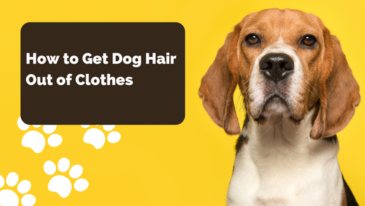 How to Get Dog Hair Out of Clothes